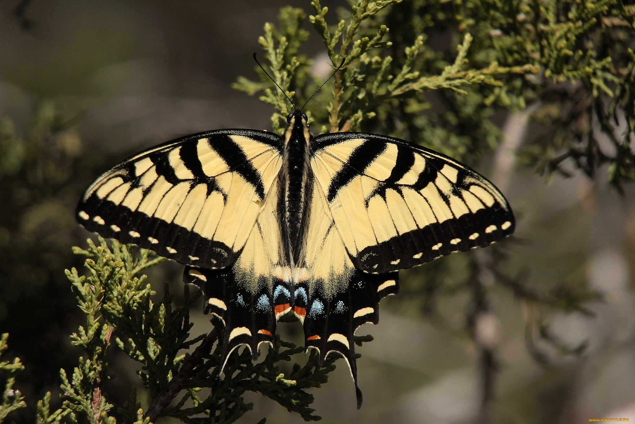 животные, бабочки, , мотыльки, , моли, бабочка