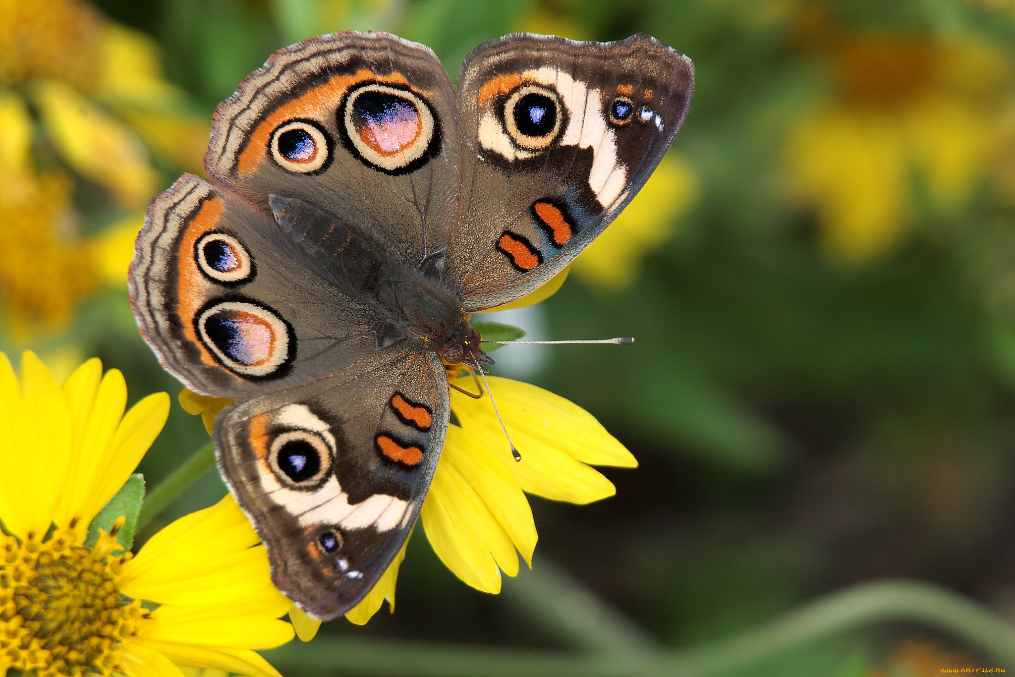 животные, бабочки, , мотыльки, , моли, бабочка