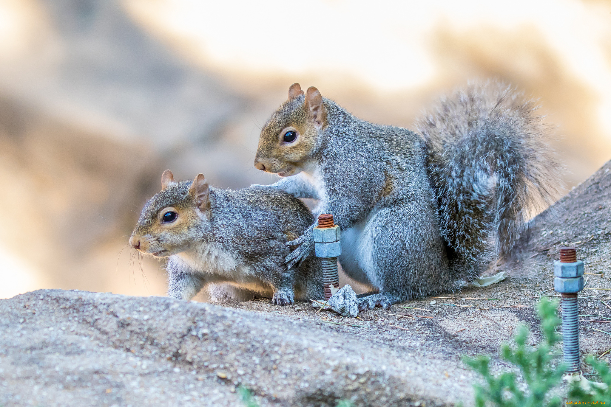 животные, белки, белка
