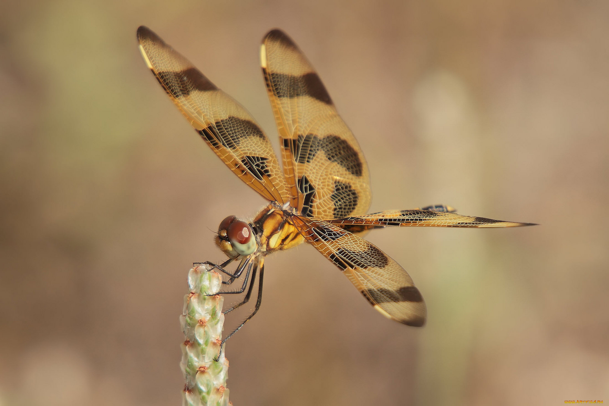 животные, стрекозы, крылья, стрекоза
