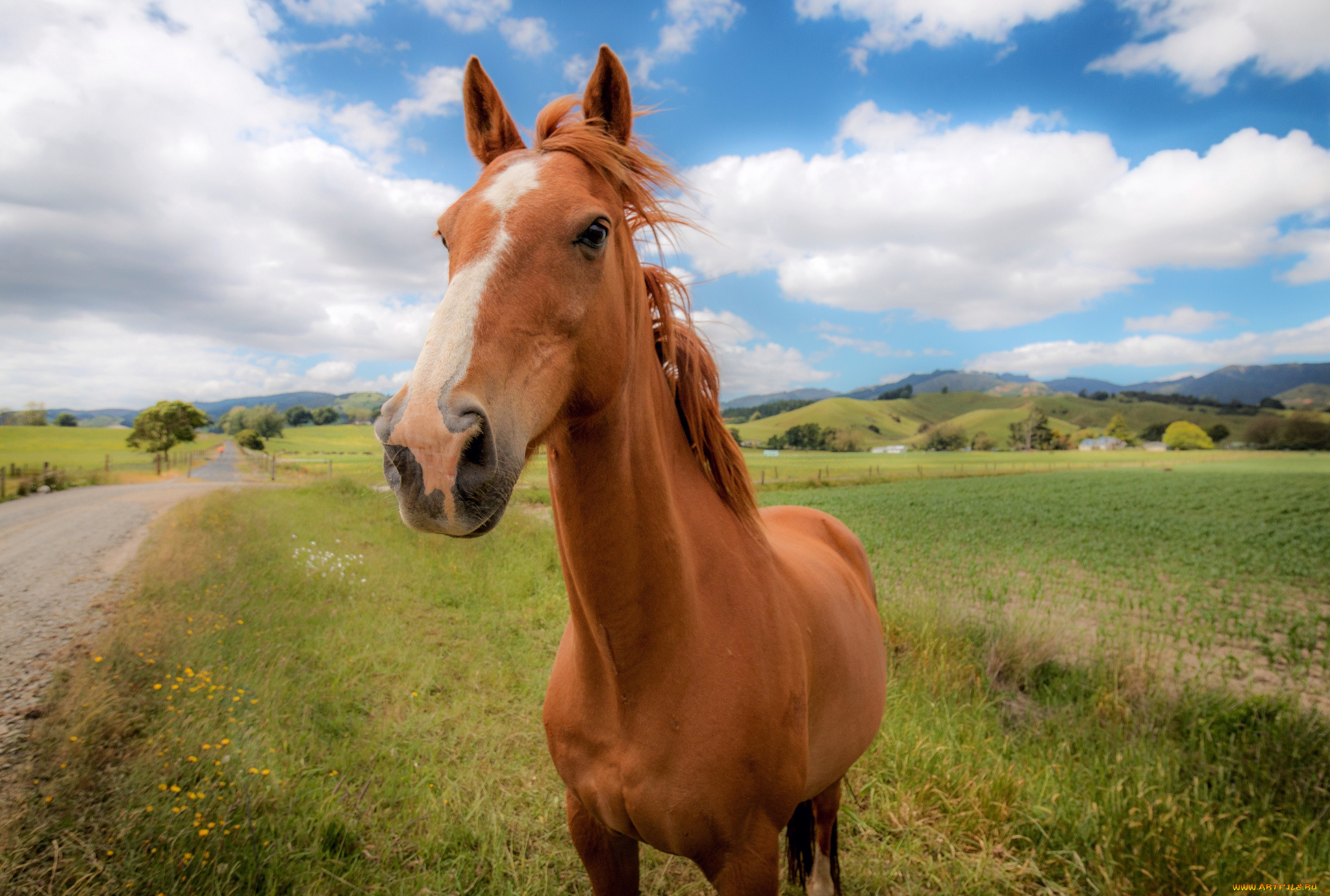животные, лошади, конь