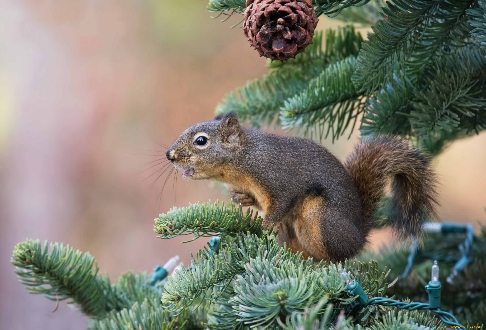 животные, белки, белка