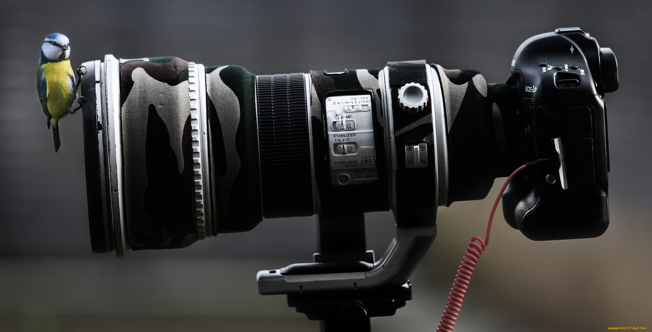 животные, синицы, , лазоревки, синичка, фотокамера