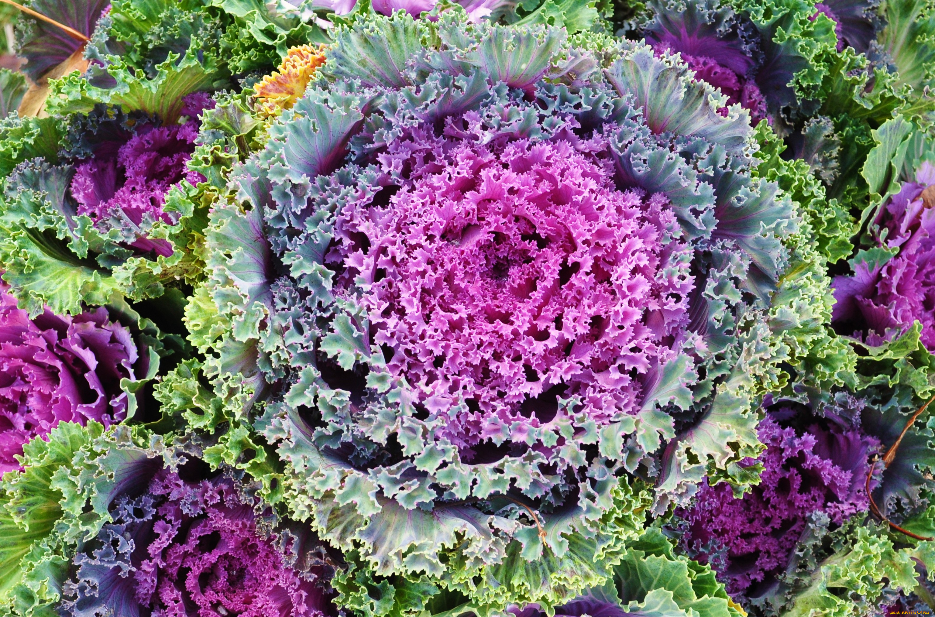 цветы, декоративная, капуста, разноцветный