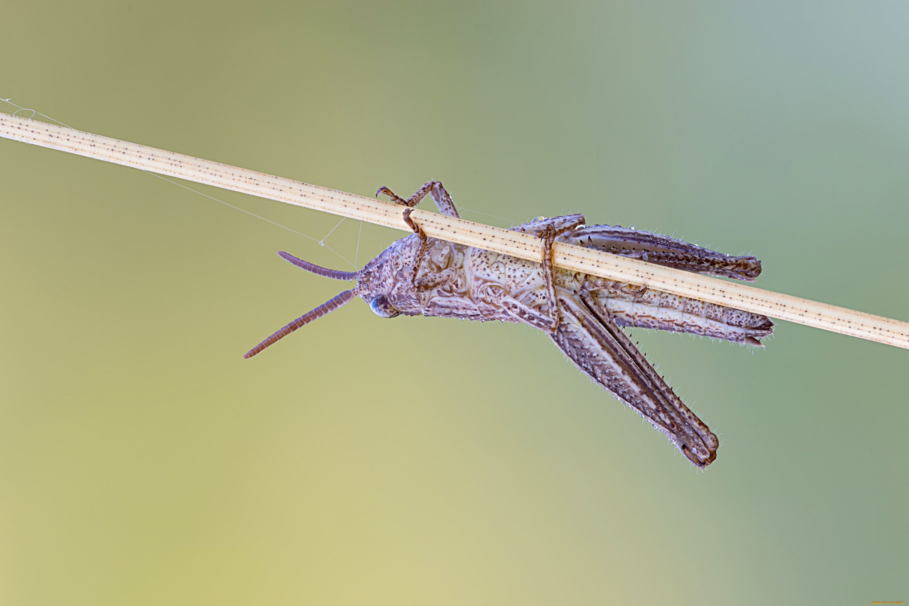 животные, кузнечики, , саранча, фон, травинка, насекомое, макро, кузнечик, усики