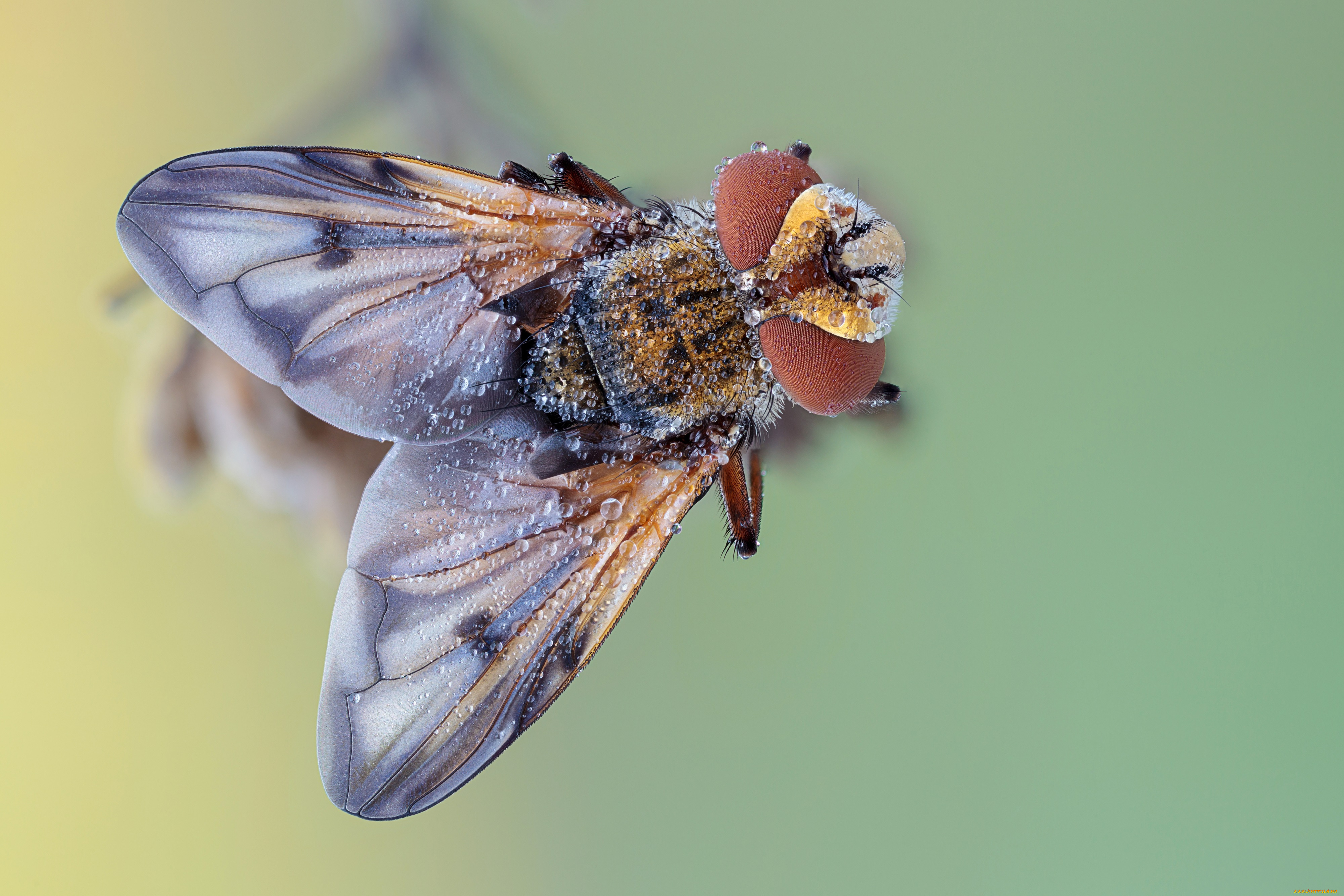животные, насекомые, травинка, утро, зелёный, фон, капли, роса, насекомое, макро