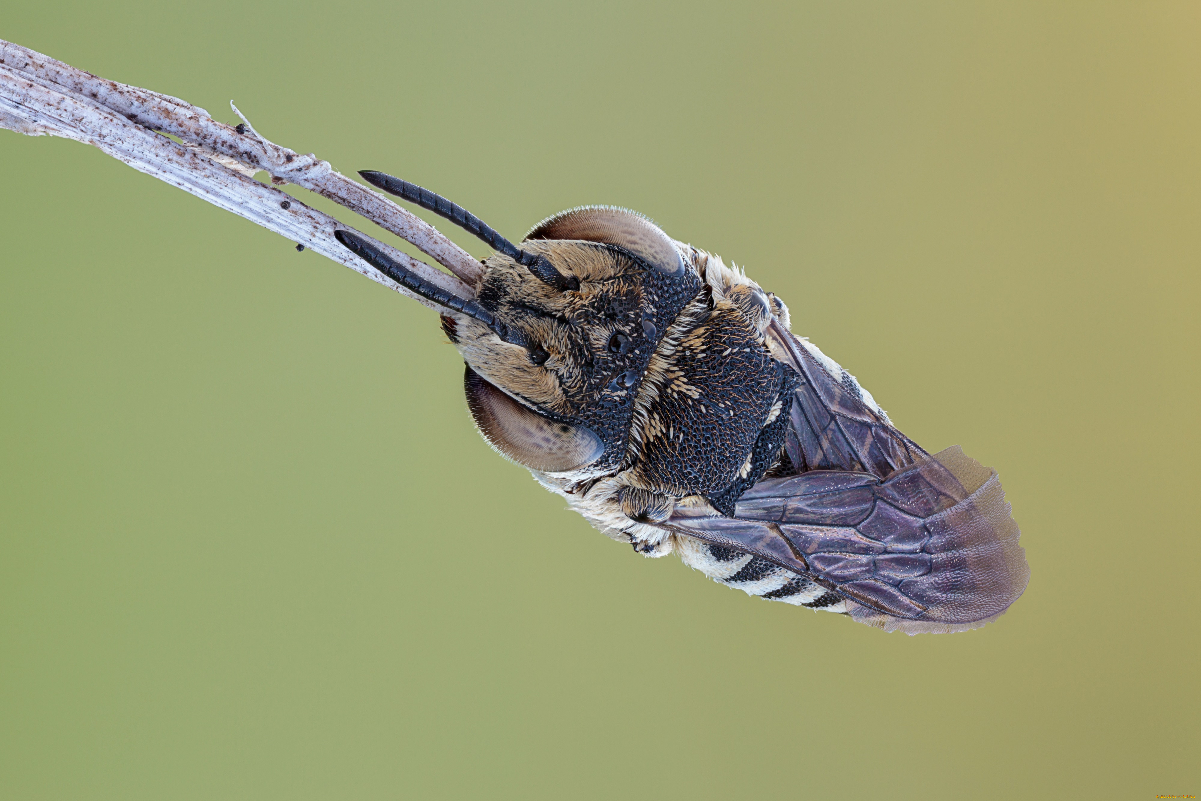 животные, пчелы, , осы, , шмели, травинка, насекомое, утро, зелёный, фон, макро