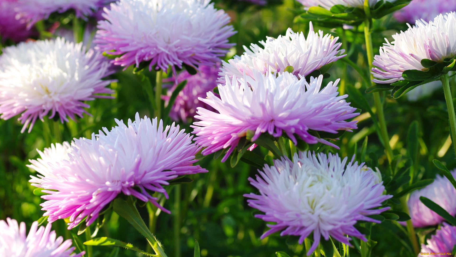 цветы, астры, макро, осень