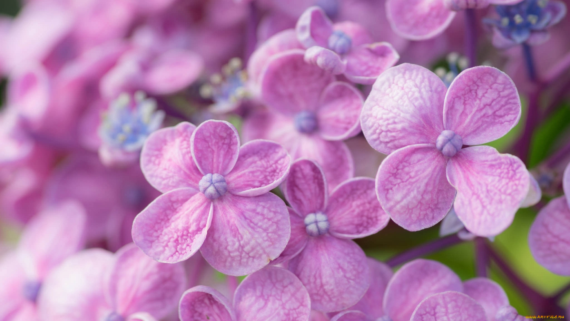 цветы, гортензия, макро, лепестки, цветки