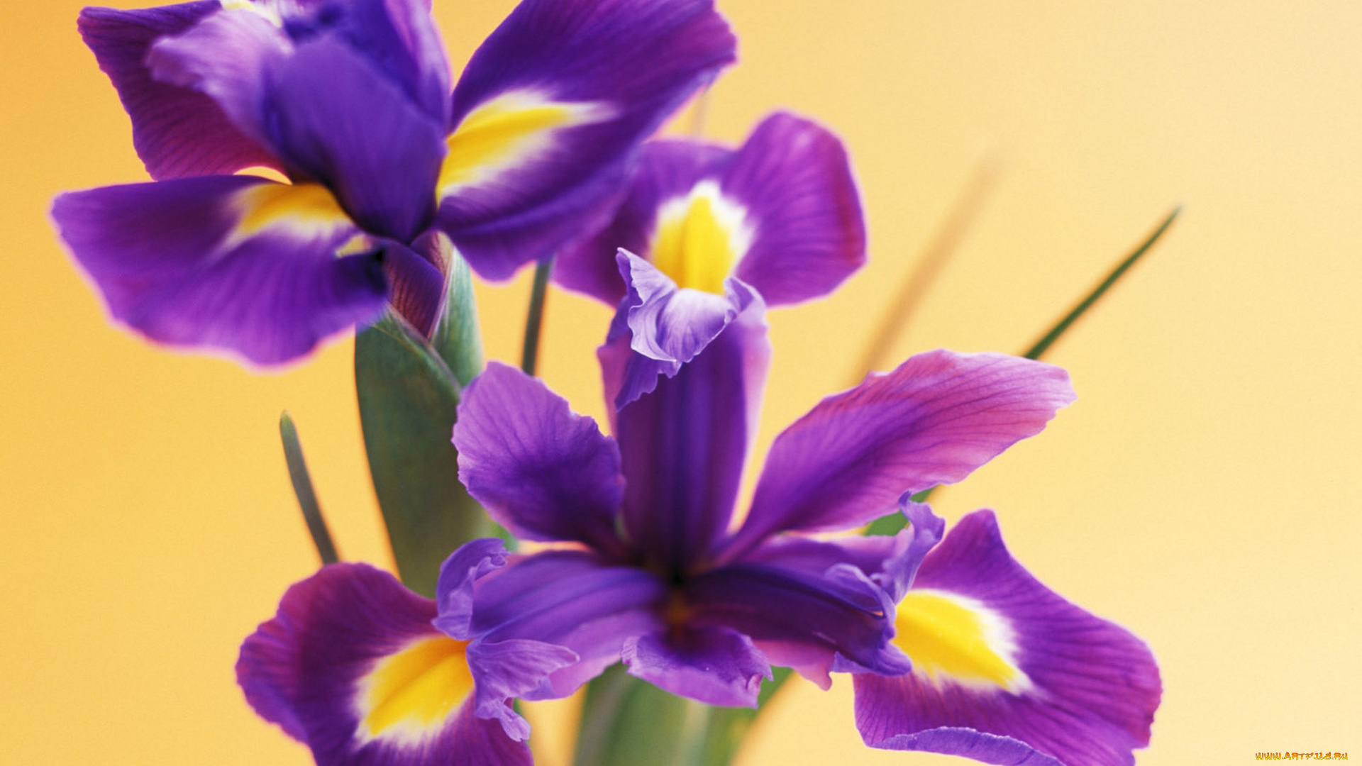 цветы, ирисы, фиолетовые, макро