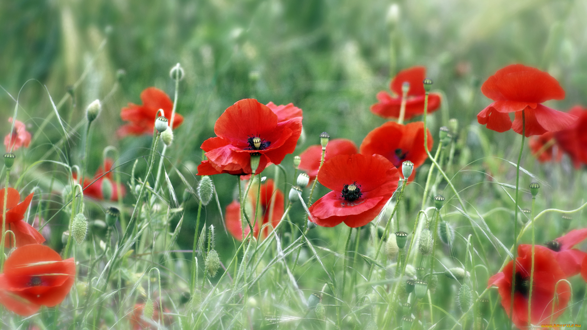 цветы, маки, трава, поле