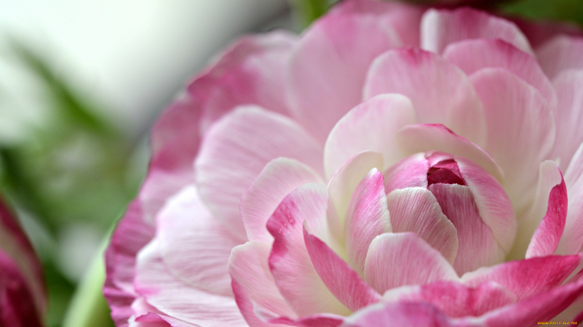 цветы, ранункулюс, , азиатский, лютик, ранункулюс, лютик, азиатский, лепестки, макро