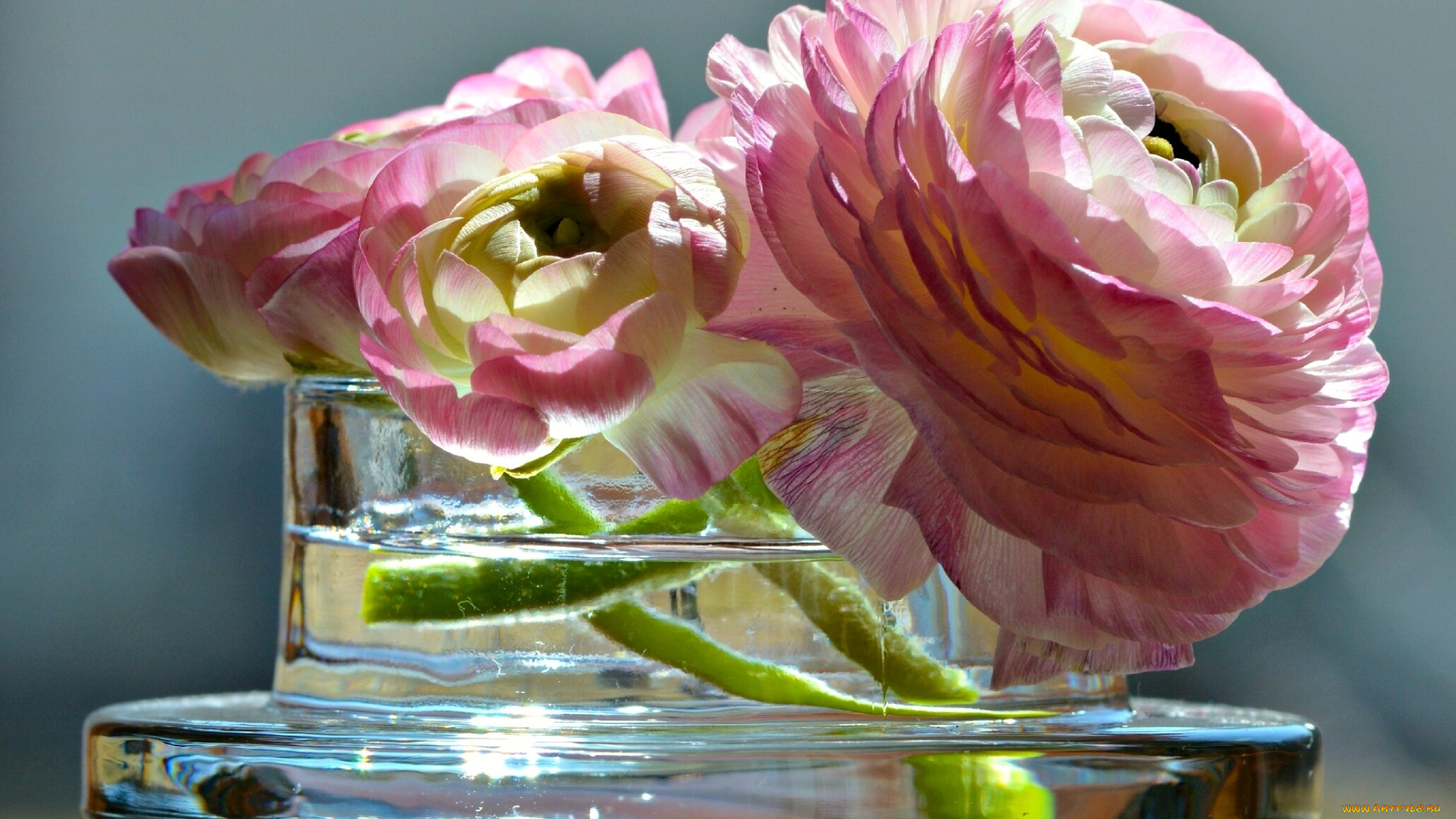 цветы, ранункулюс, , азиатский, лютик, ваза, лютик, азиатский, ранункулюс