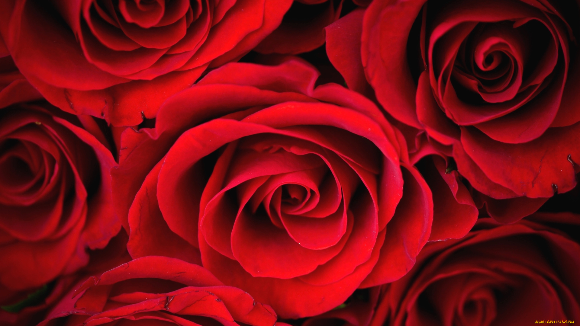 цветы, розы, бутоны, красные, лепестки