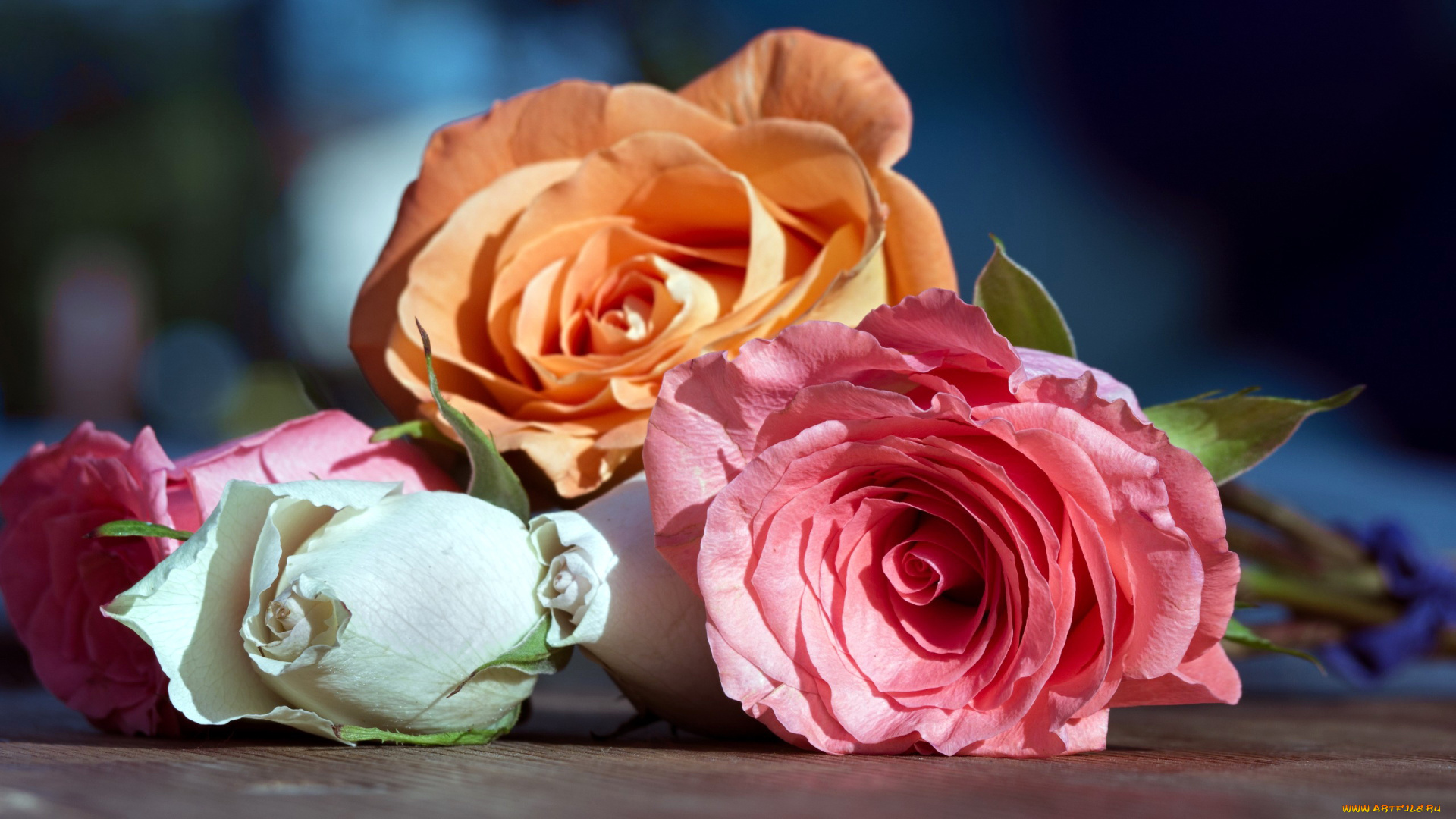 цветы, розы, персиковый, розовый, белый