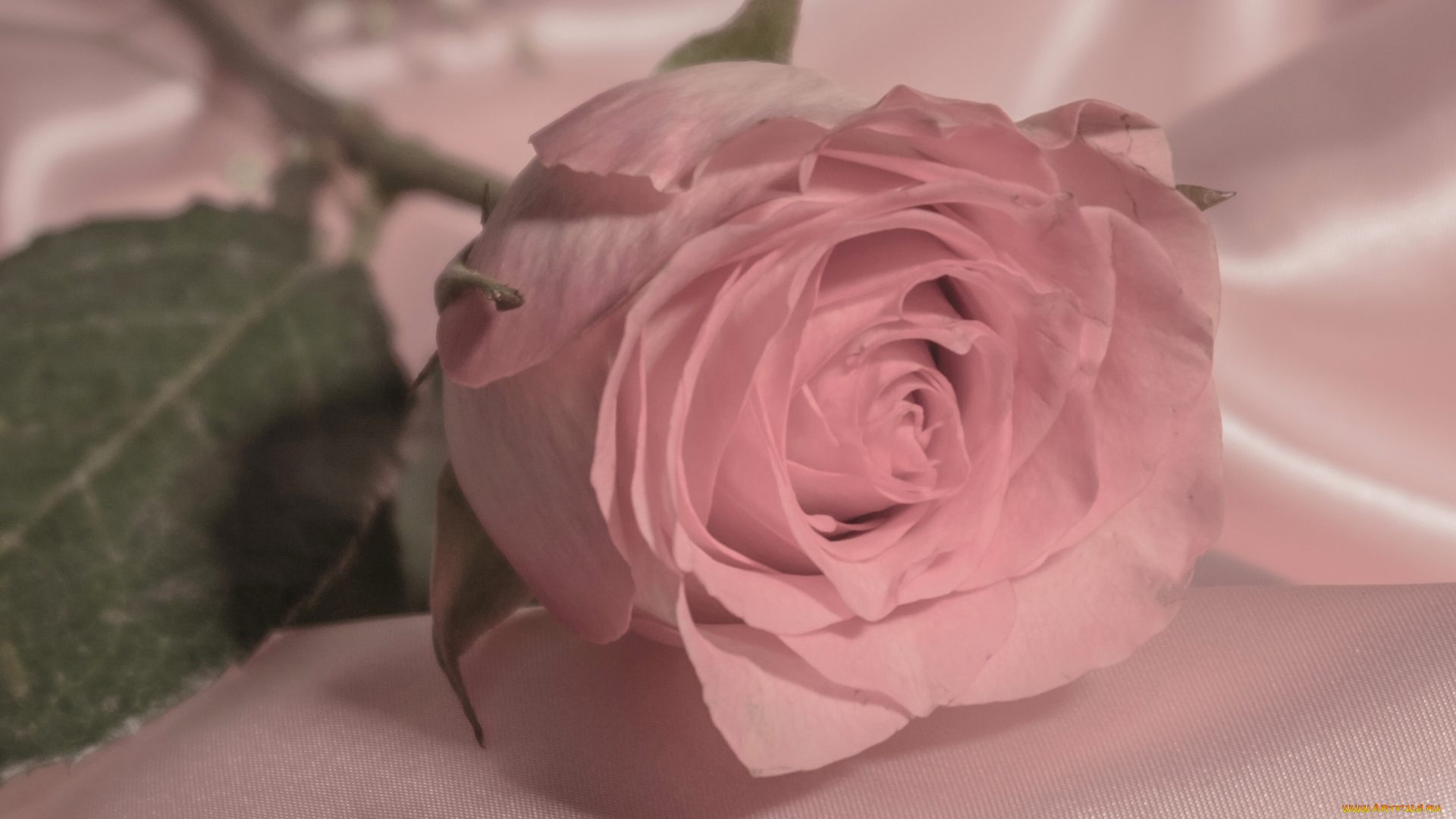 цветы, розы, роза, бутон, нежность, макро