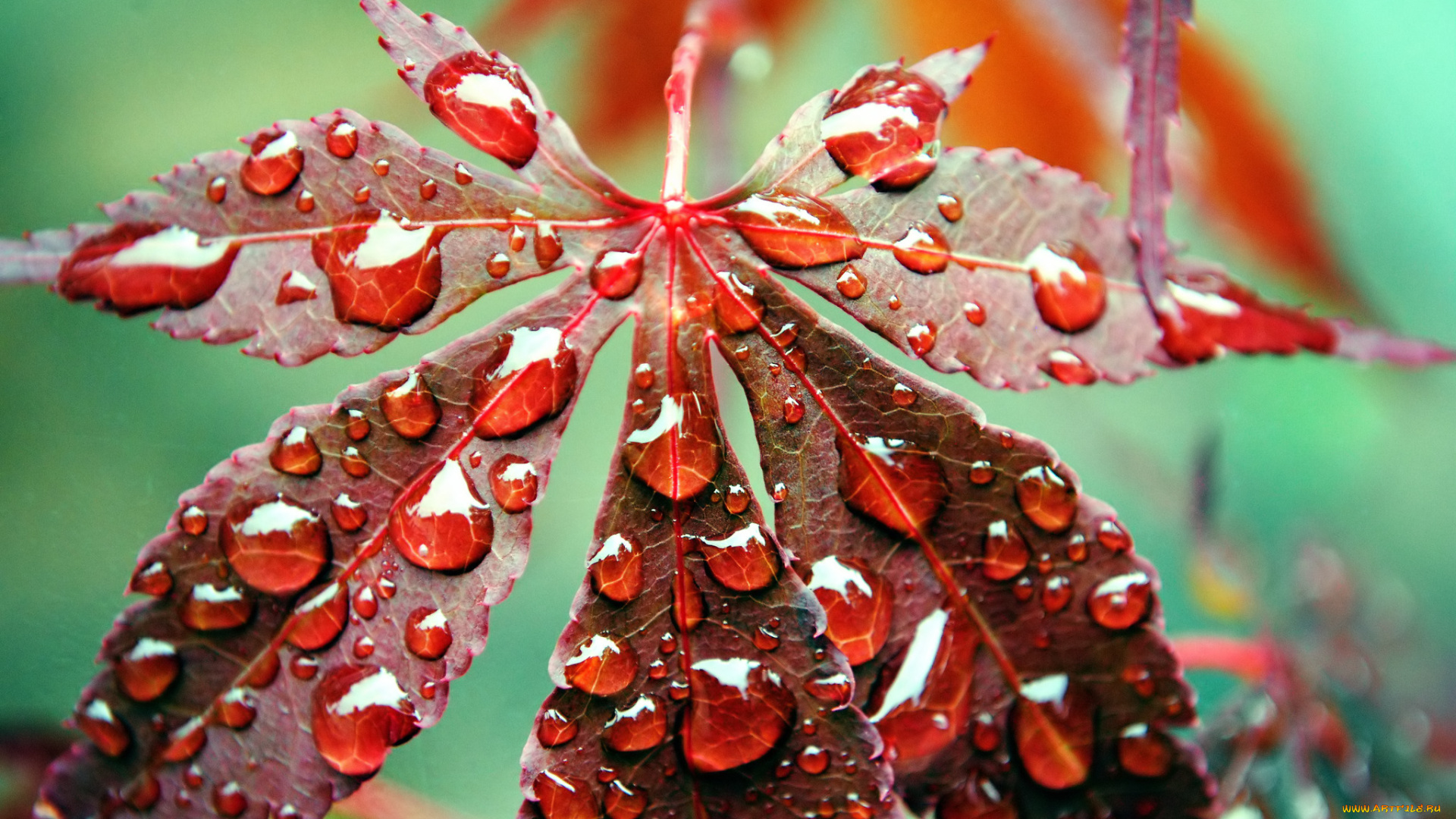 природа, листья, вода, капли, осень, лист, роса