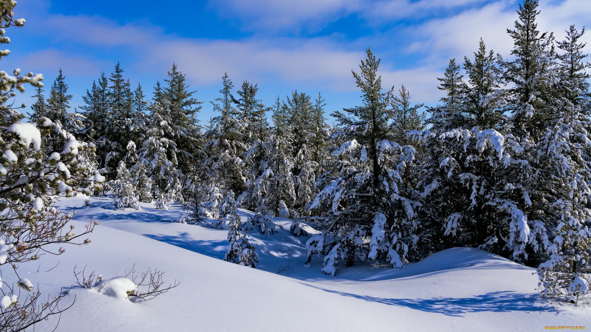 природа, зима, лес, снег