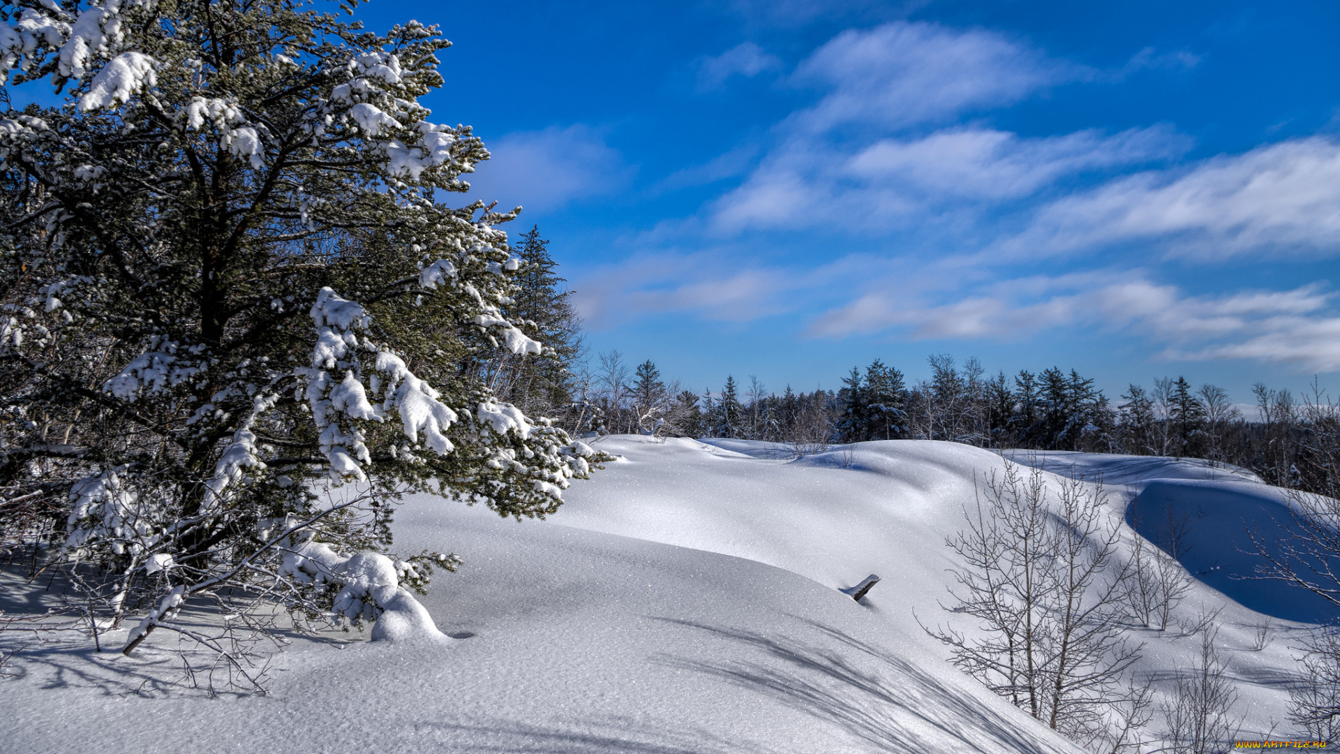 природа, зима, снег, лес