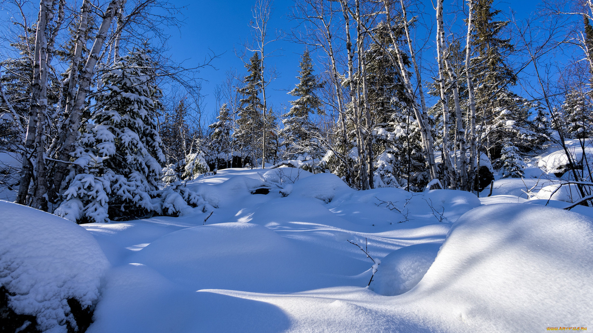 природа, зима, снег, лес