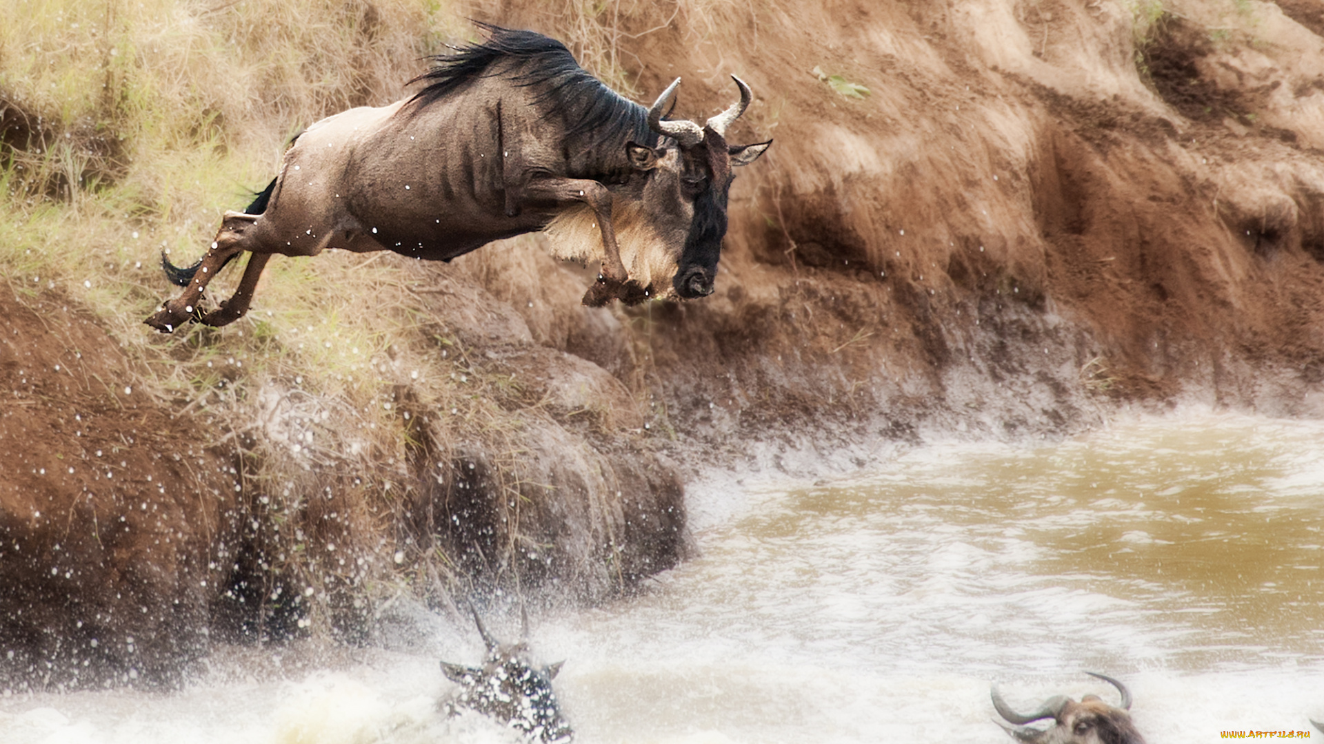 животные, антилопы, переправа