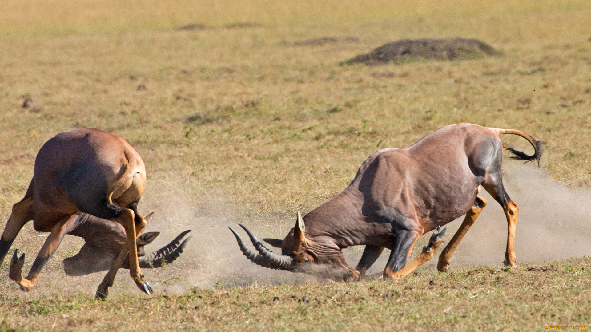 животные, антилопы, турнир