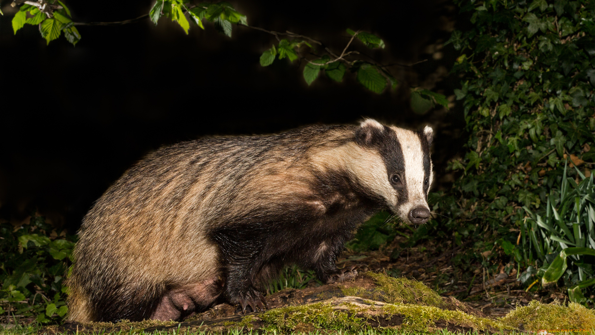 животные, барсуки, барсук