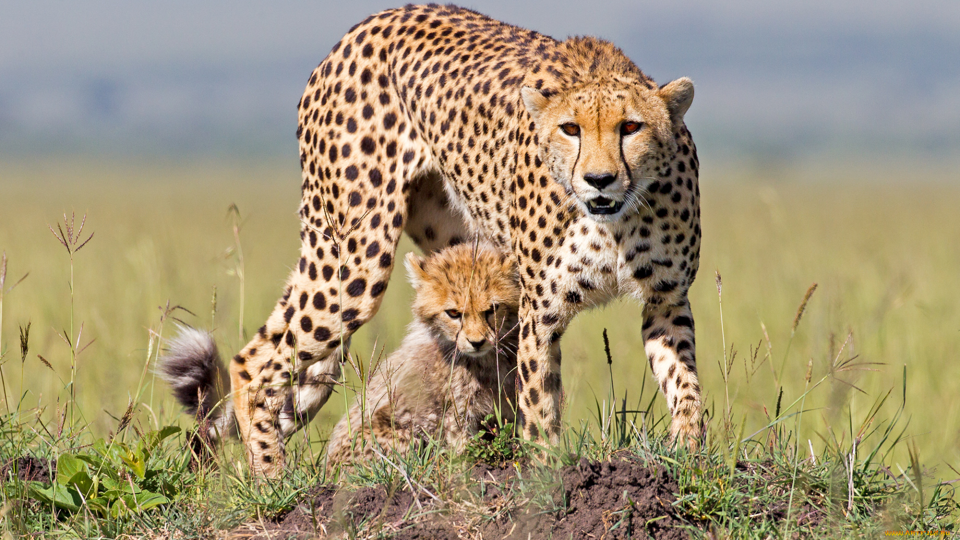 животные, гепарды, семья