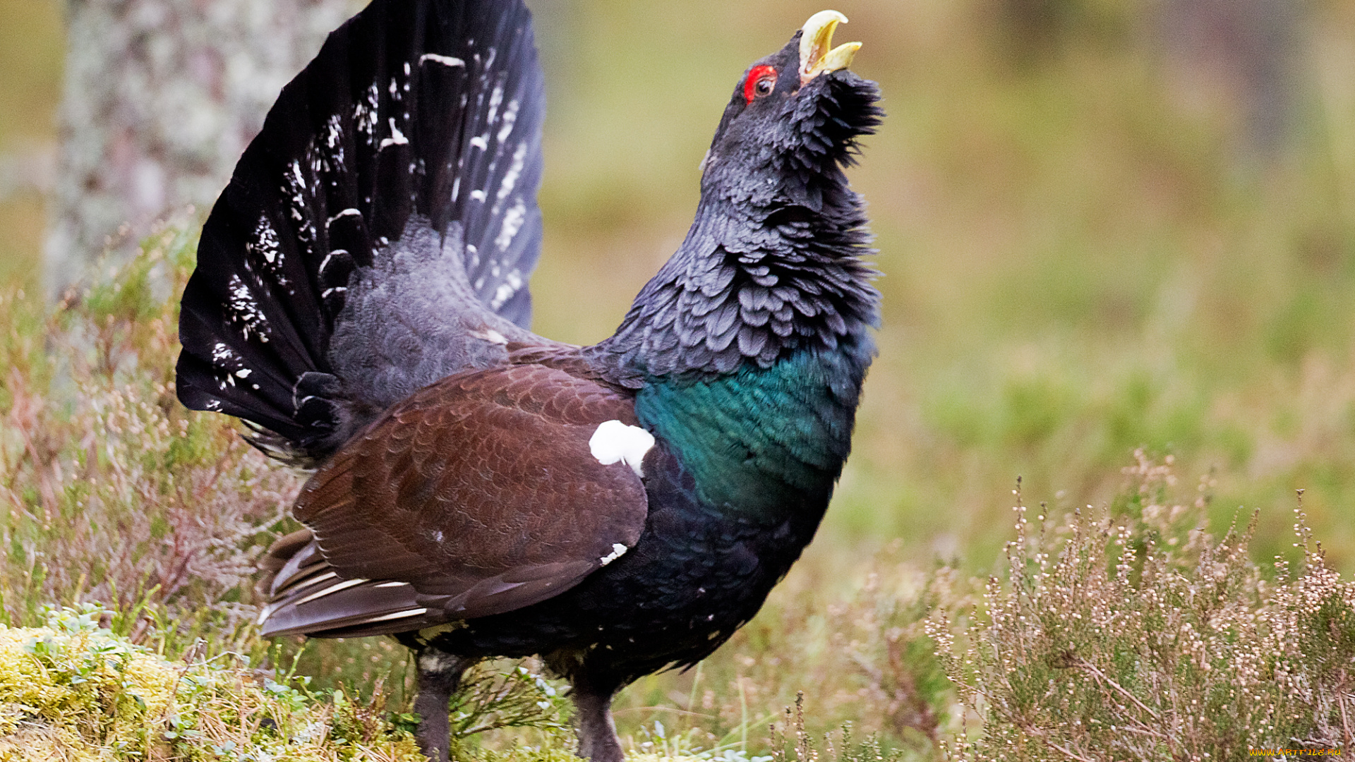 животные, глухари, , тетерева, птичка