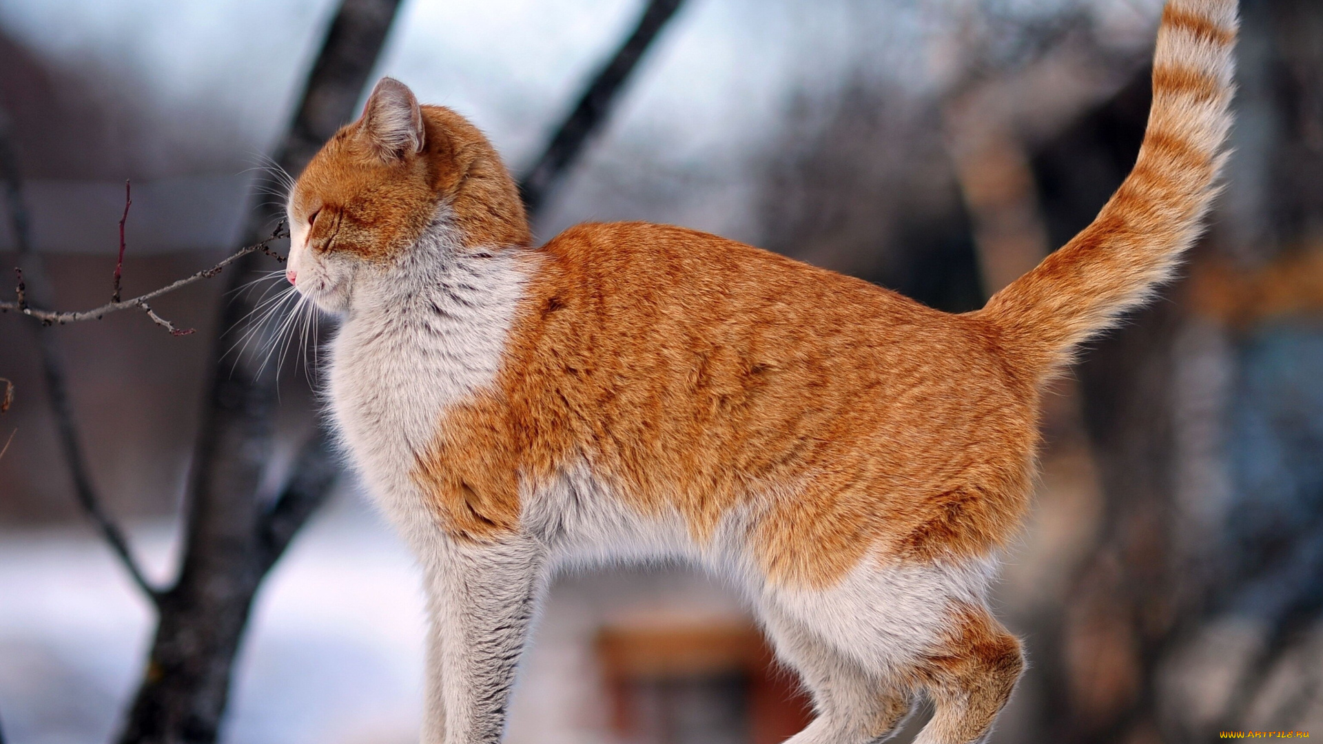 животные, коты, кот, зима, ветки, забор, рыжий