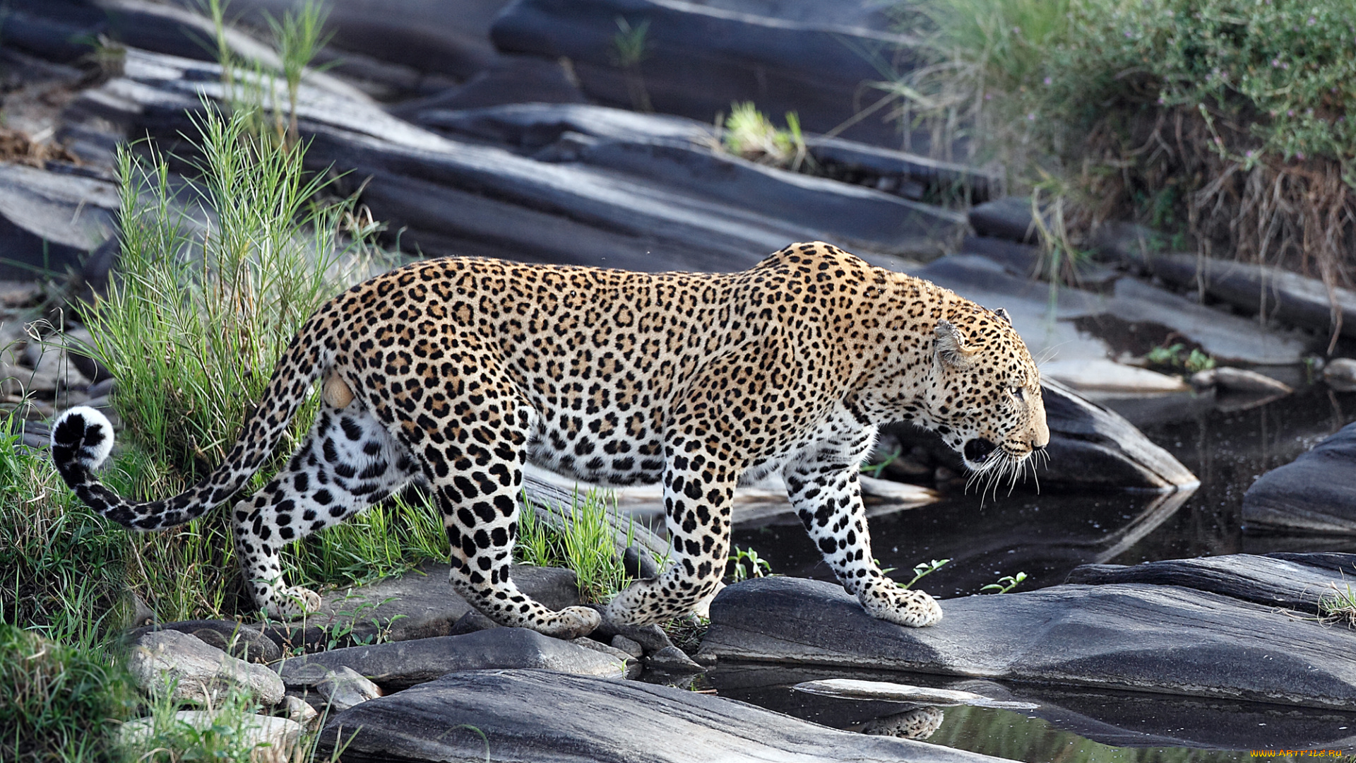 животные, леопарды, хищник