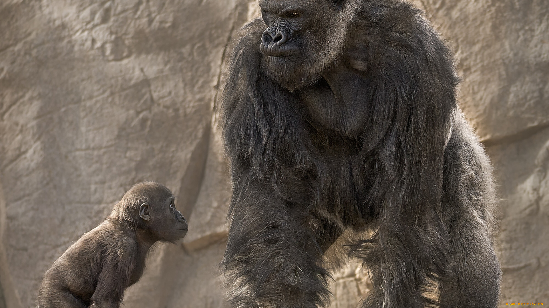 животные, обезьяны, горилла, воспитание, детёныш, папаша