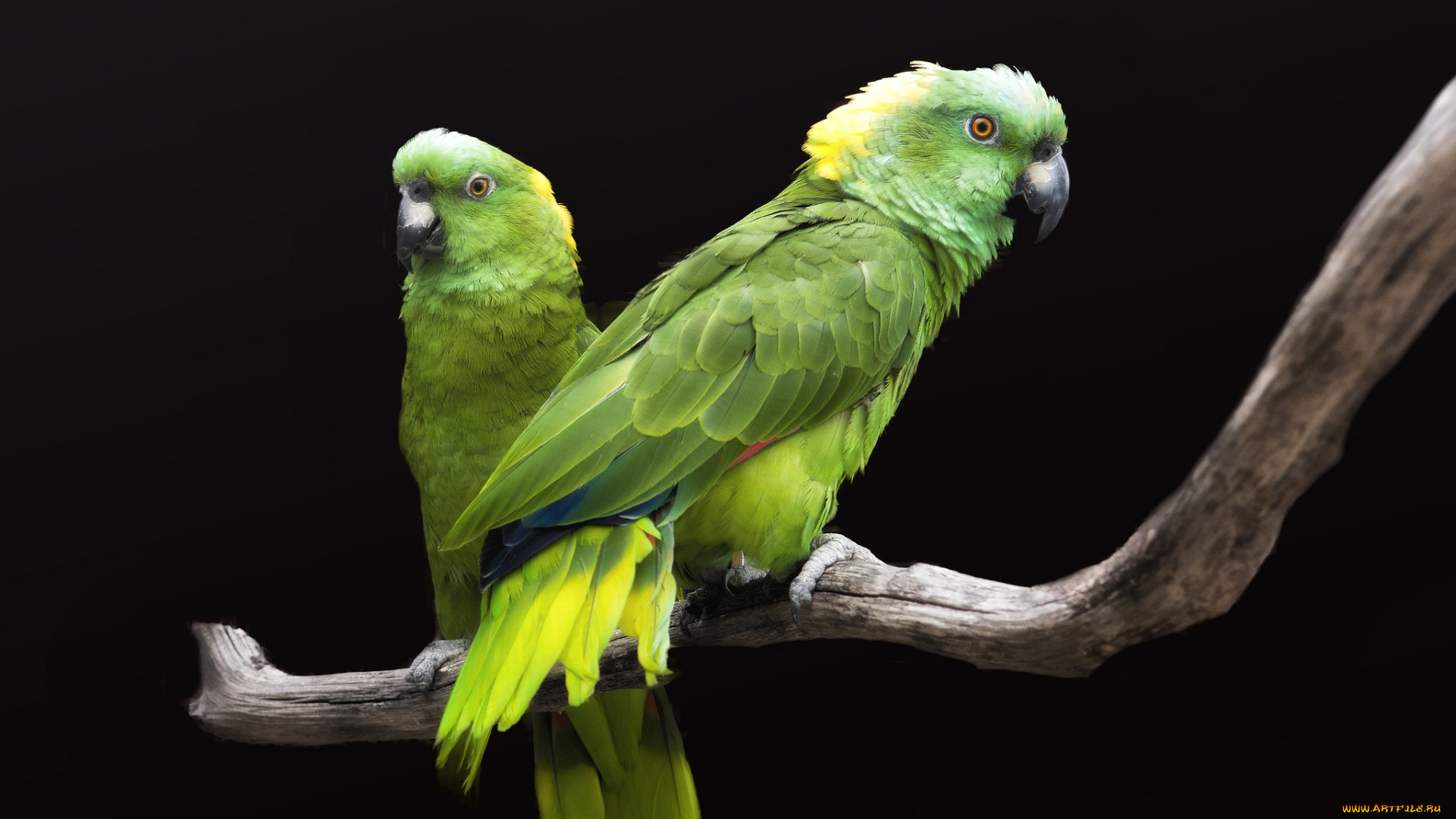 животные, попугаи, птички