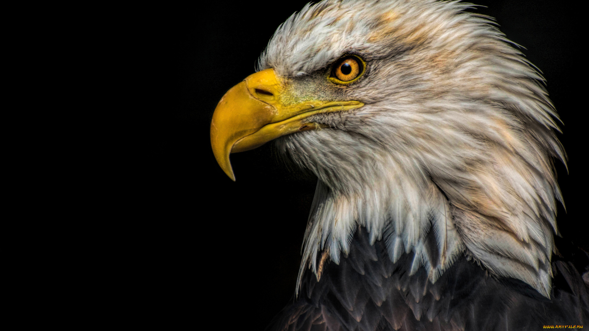 животные, птицы, -, хищники, орлан, белоголовый