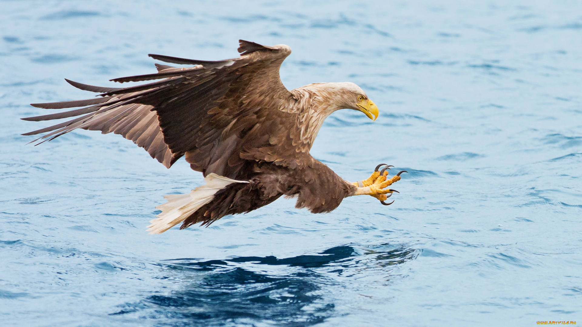 животные, птицы, -, хищники, рыбалка