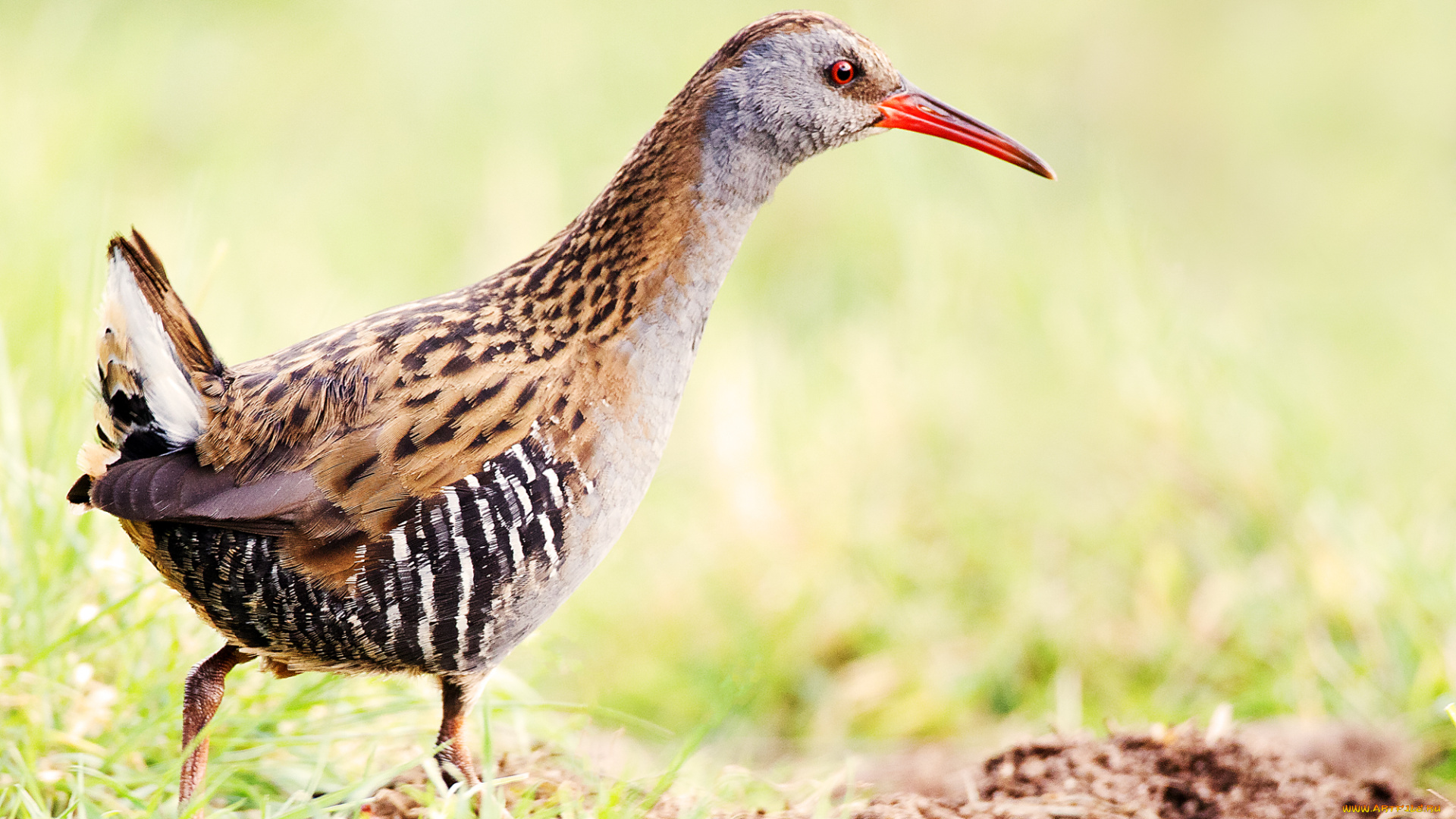 животные, птицы, птичка