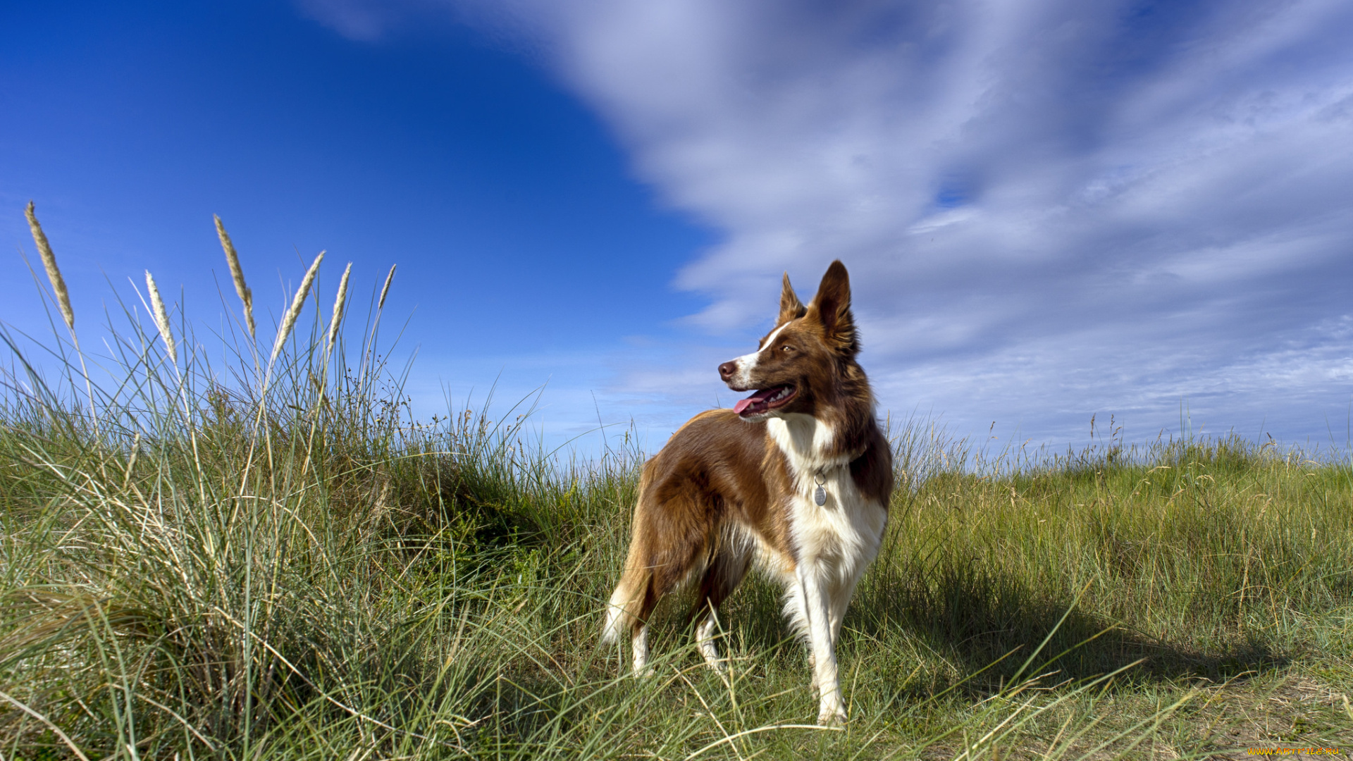 животные, собаки, пес