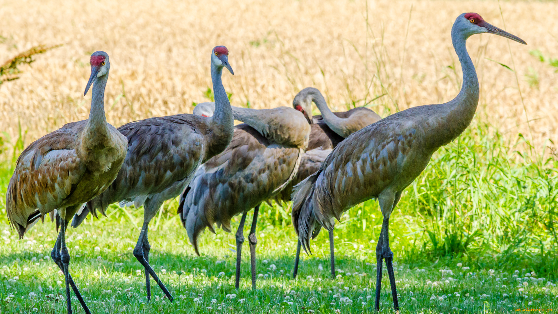 животные, журавли, журавль