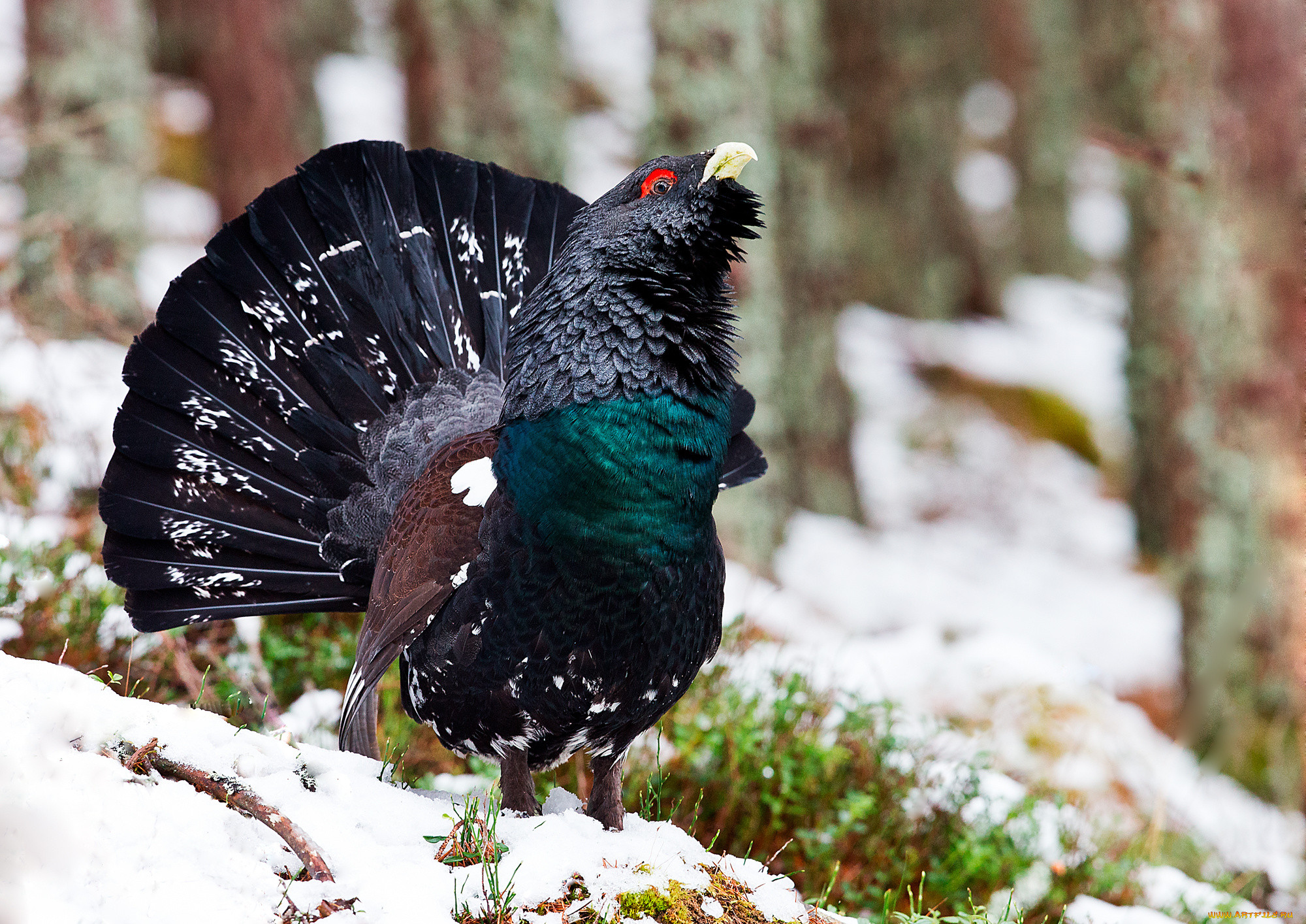 животные, глухари, , тетерева, птичка