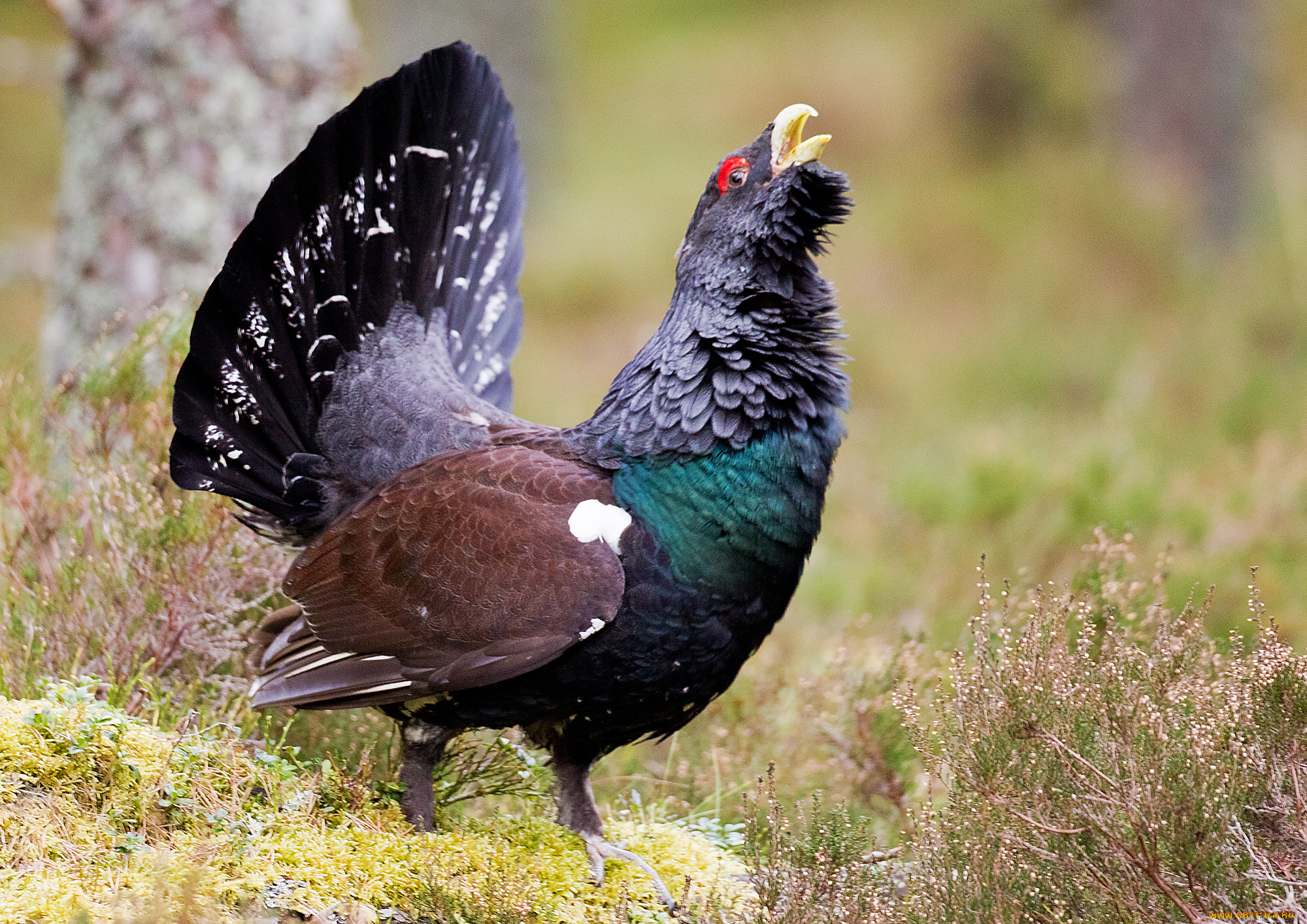 животные, глухари, , тетерева, птичка