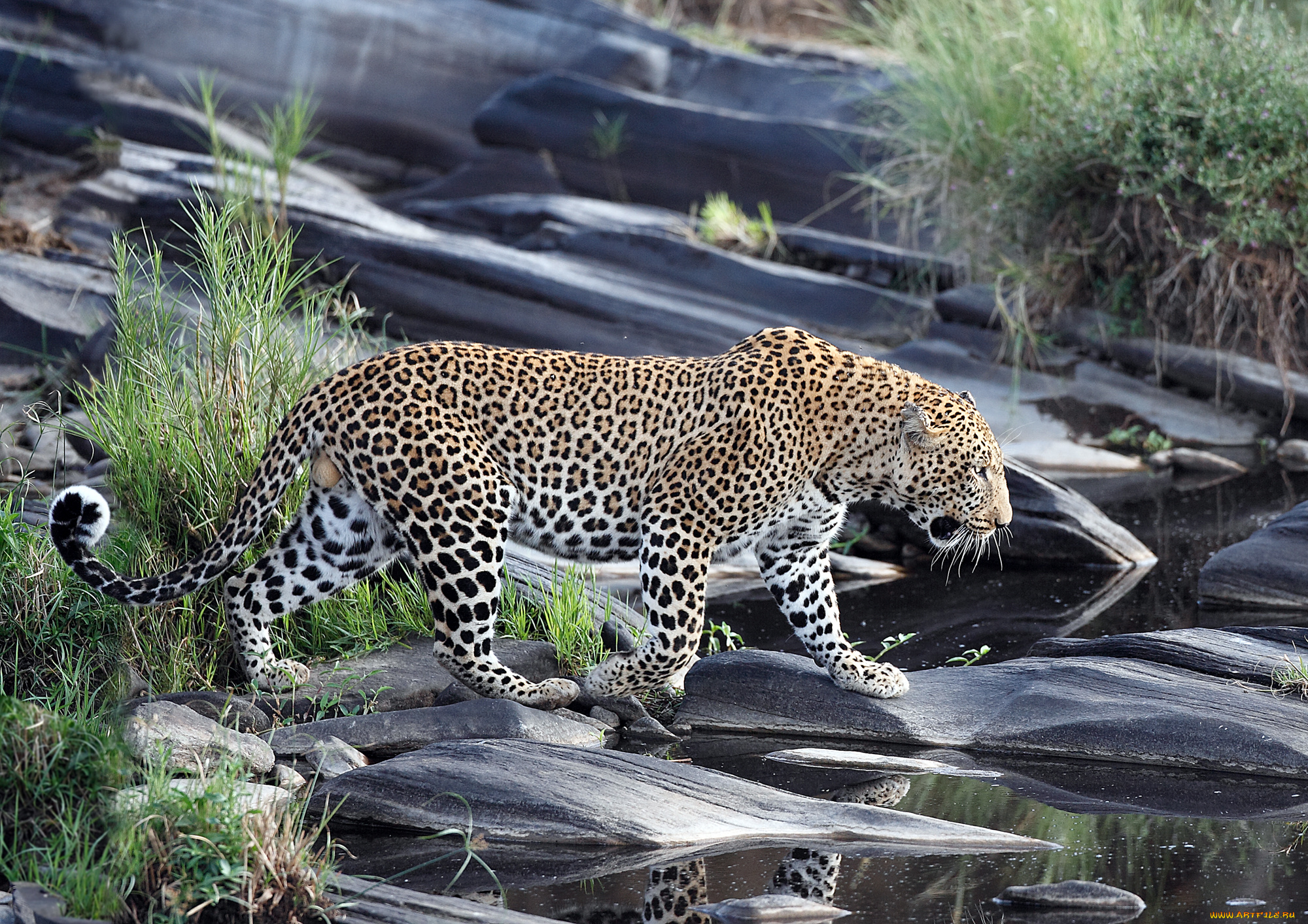 животные, леопарды, хищник