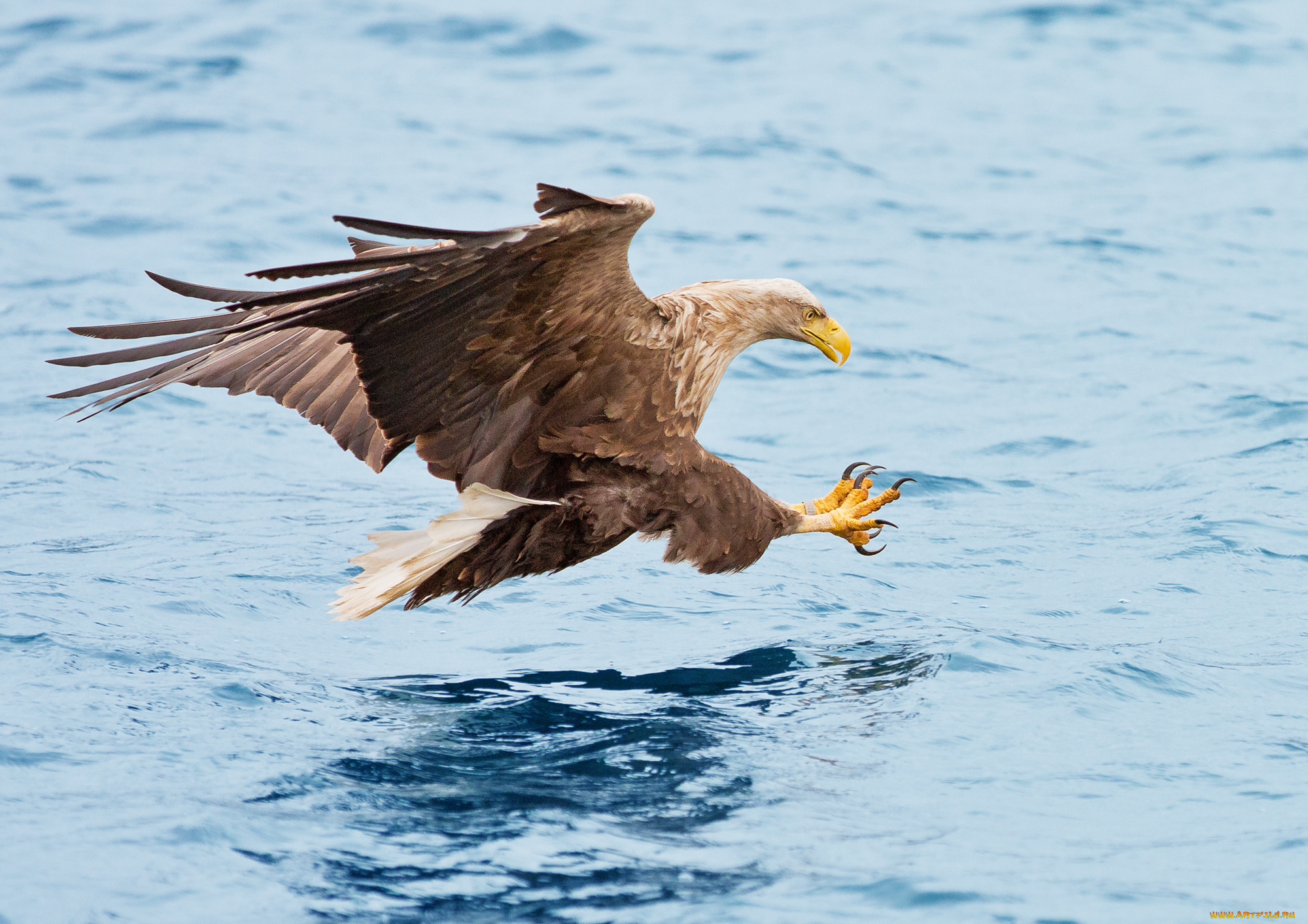 животные, птицы, -, хищники, рыбалка