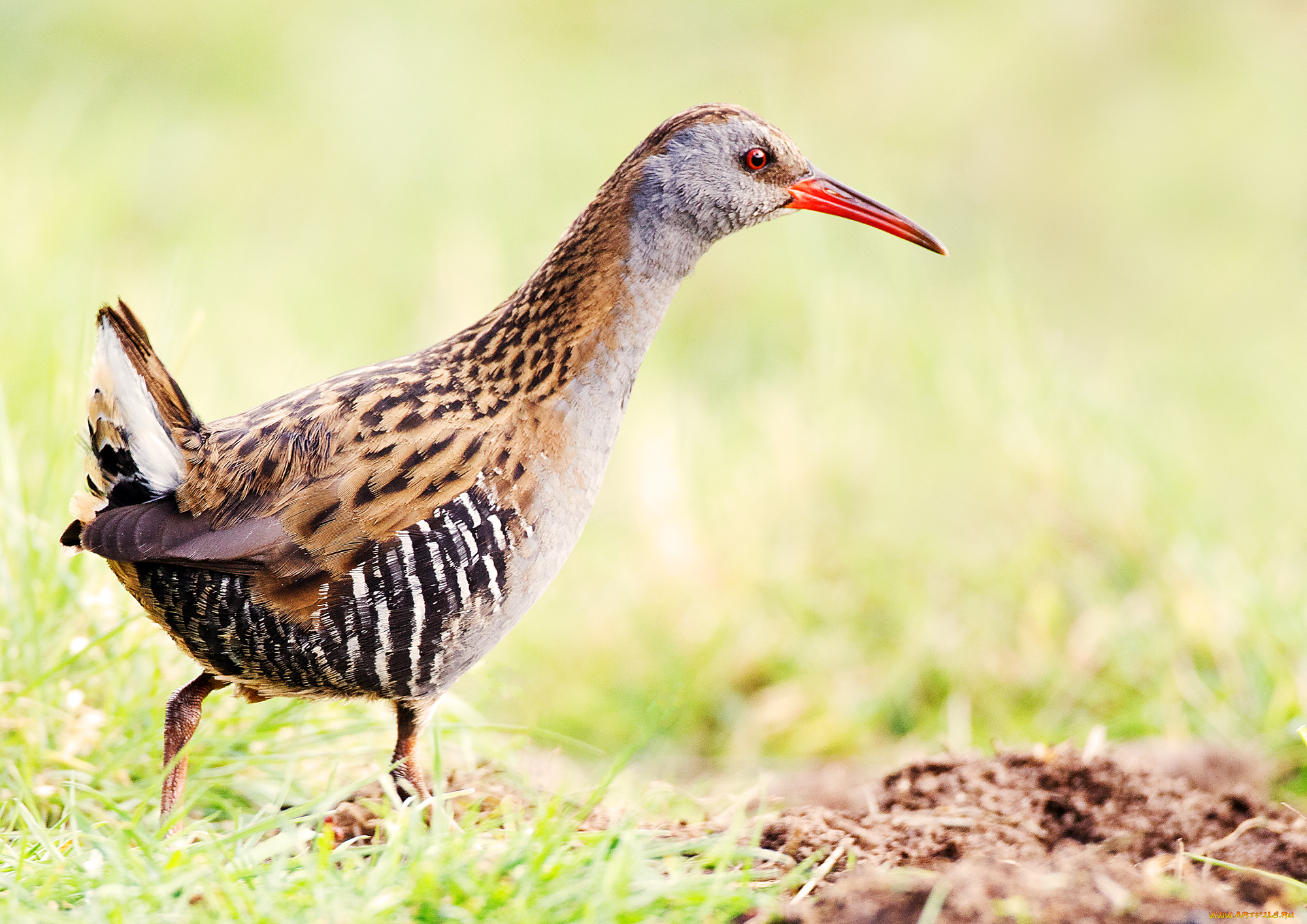 животные, птицы, птичка