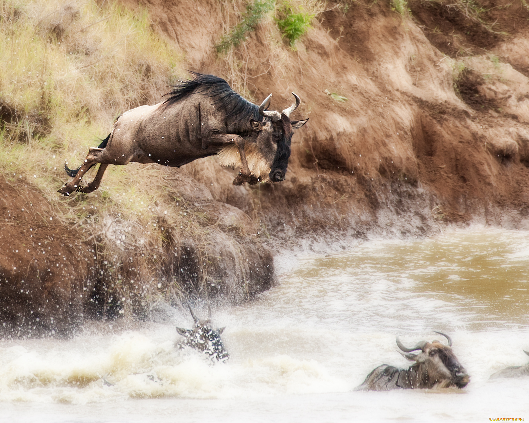 животные, антилопы, переправа