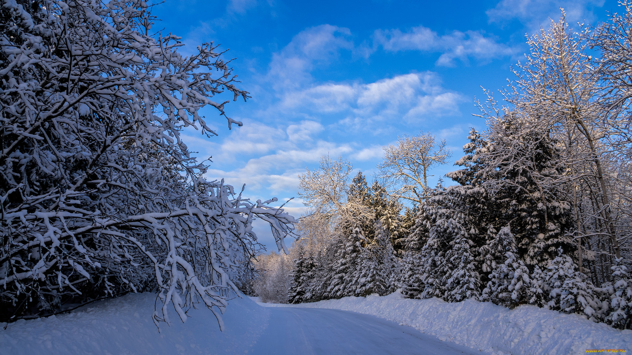 природа, зима, снег, лес