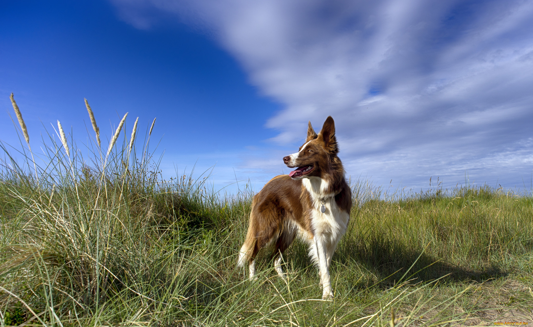 животные, собаки, пес