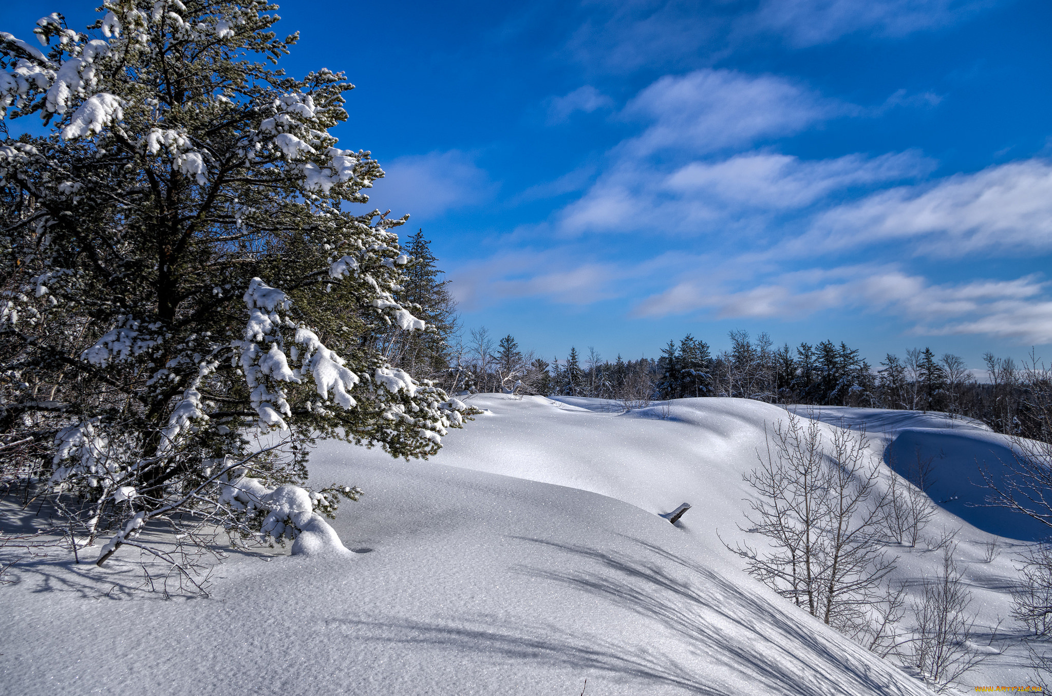 природа, зима, снег, лес