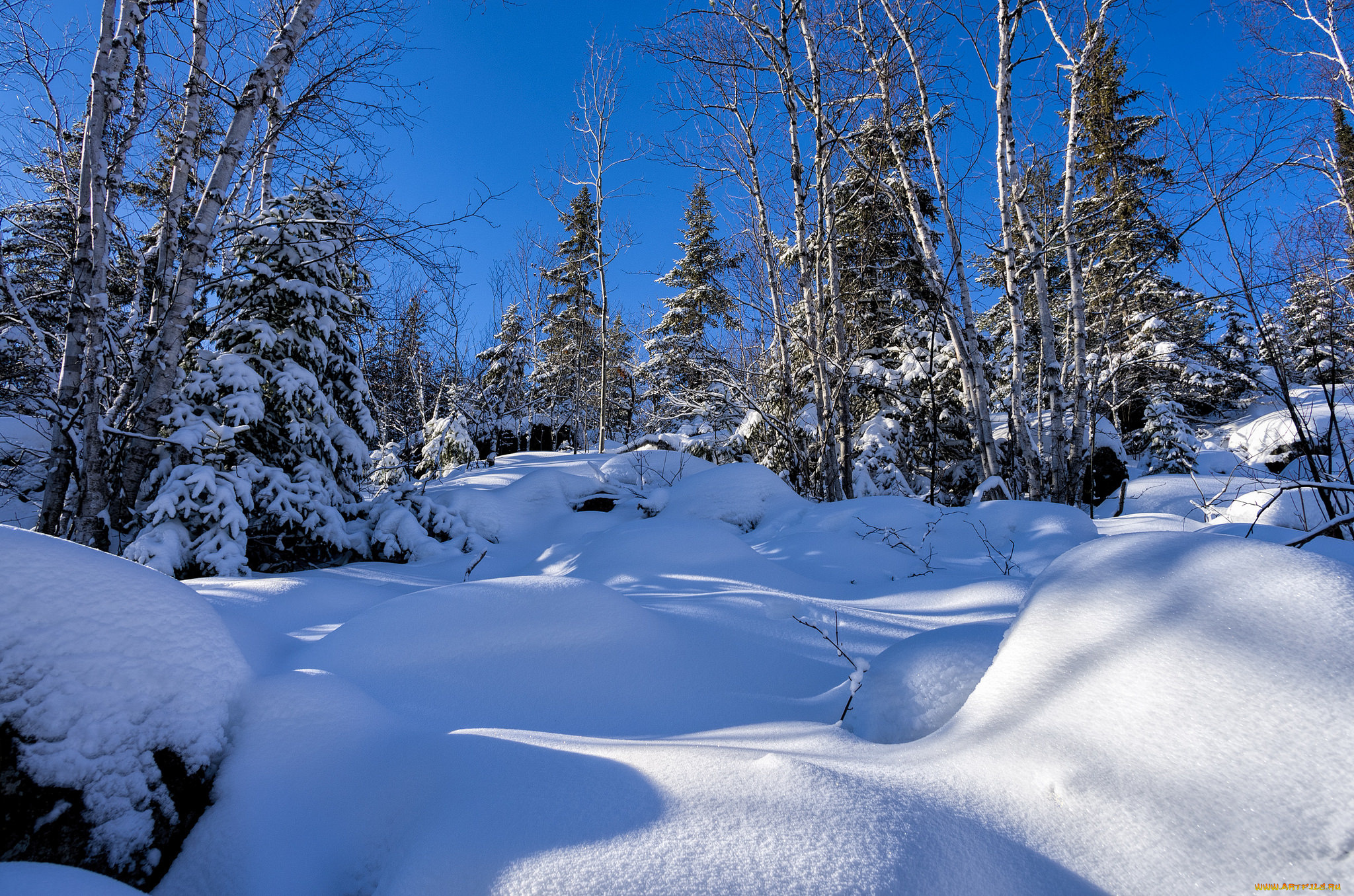 природа, зима, снег, лес