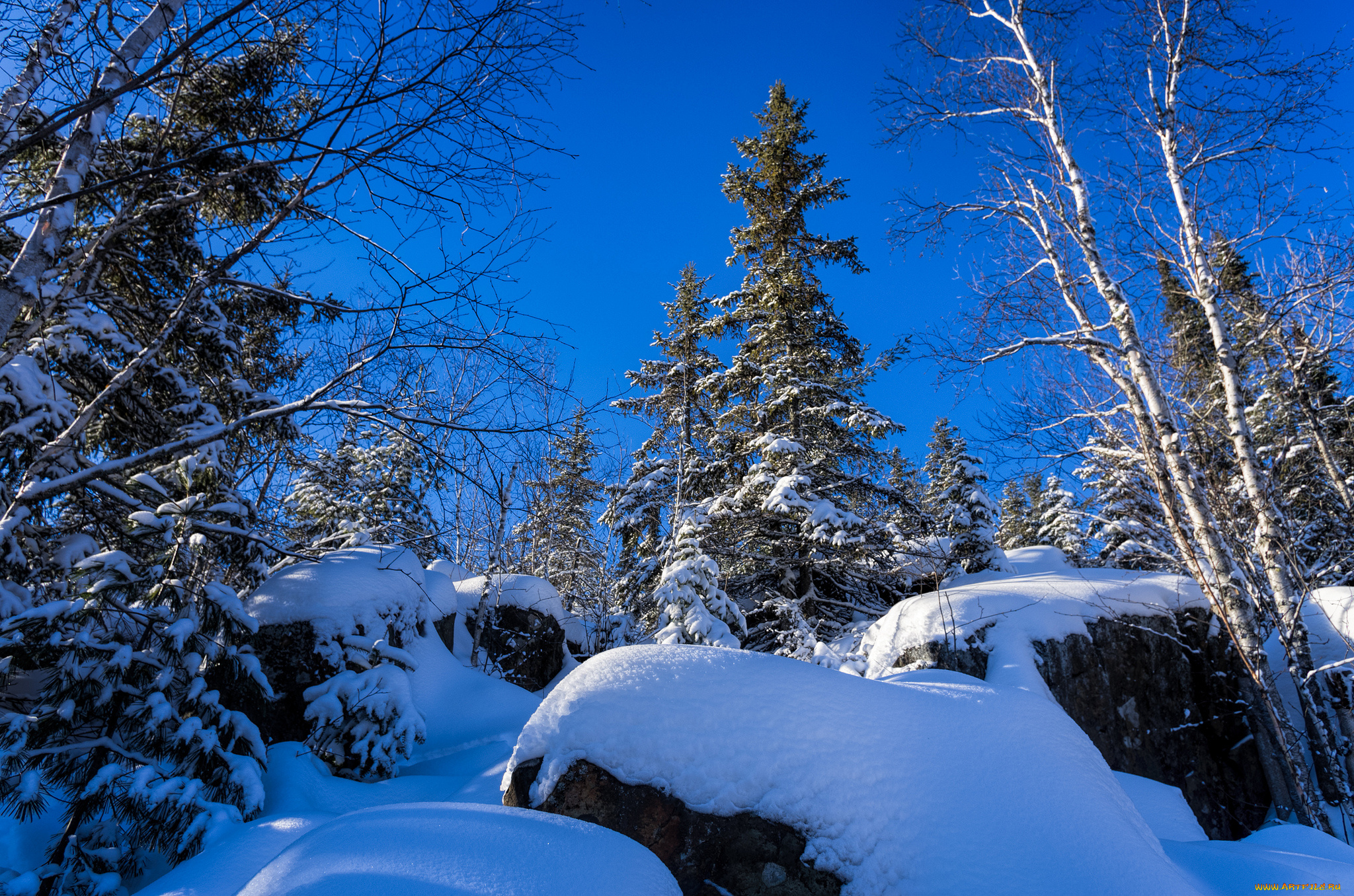 природа, зима, снег, лес