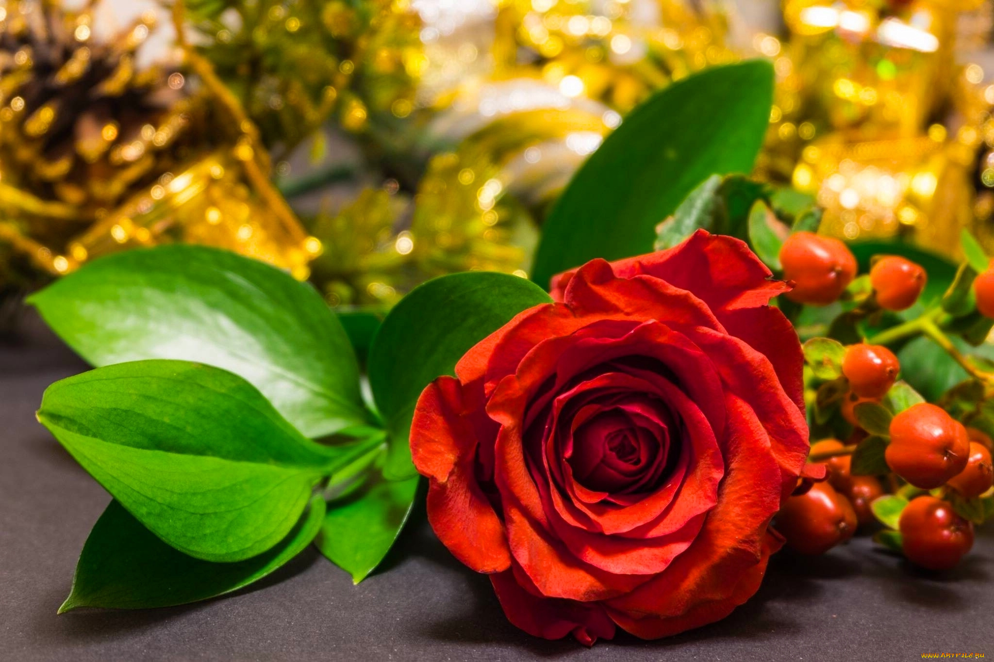 цветы, розы, листья, бутон, лепестки, роза